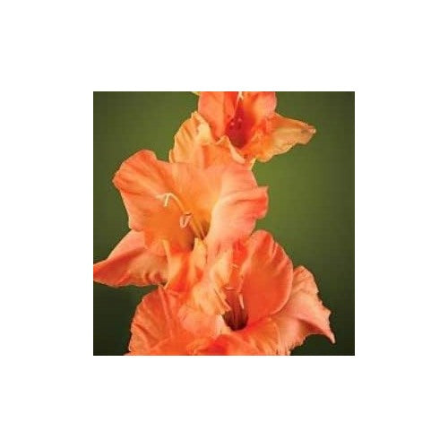 Heirloom Peach Gladiolus Flower Seeds [neera-v5-8089c30da8d4e45a3505]