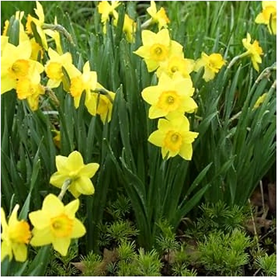 Light Yellow Narcissus Seeds for Planting, NON GMO Seeds [neera-v5-809d46920c74b8dcf9ad]