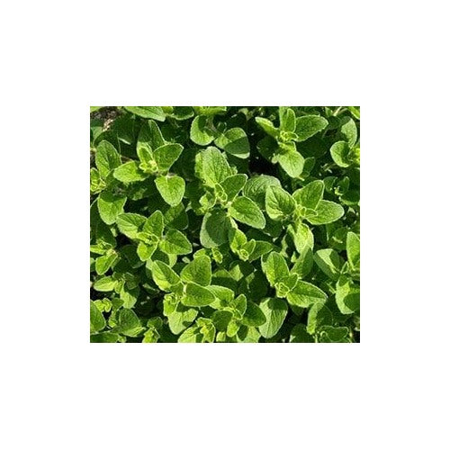 Sea Green Mint Seeds for Planting [neera-v5-809dceb705bfd163aa86]