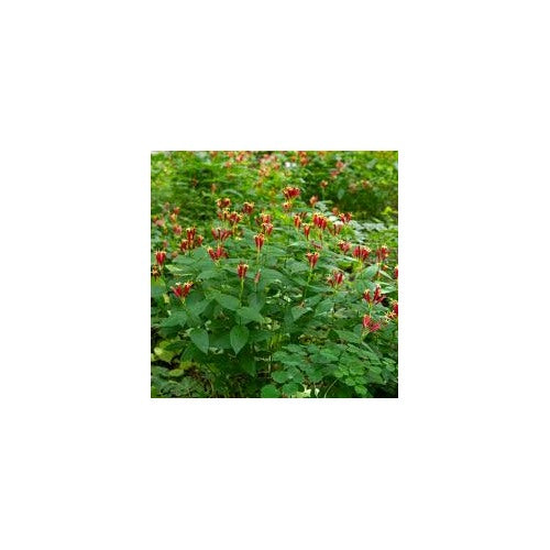 Coral Bean Plant Seeds for Planting [neera-v5-809e3772daf6541c855f]