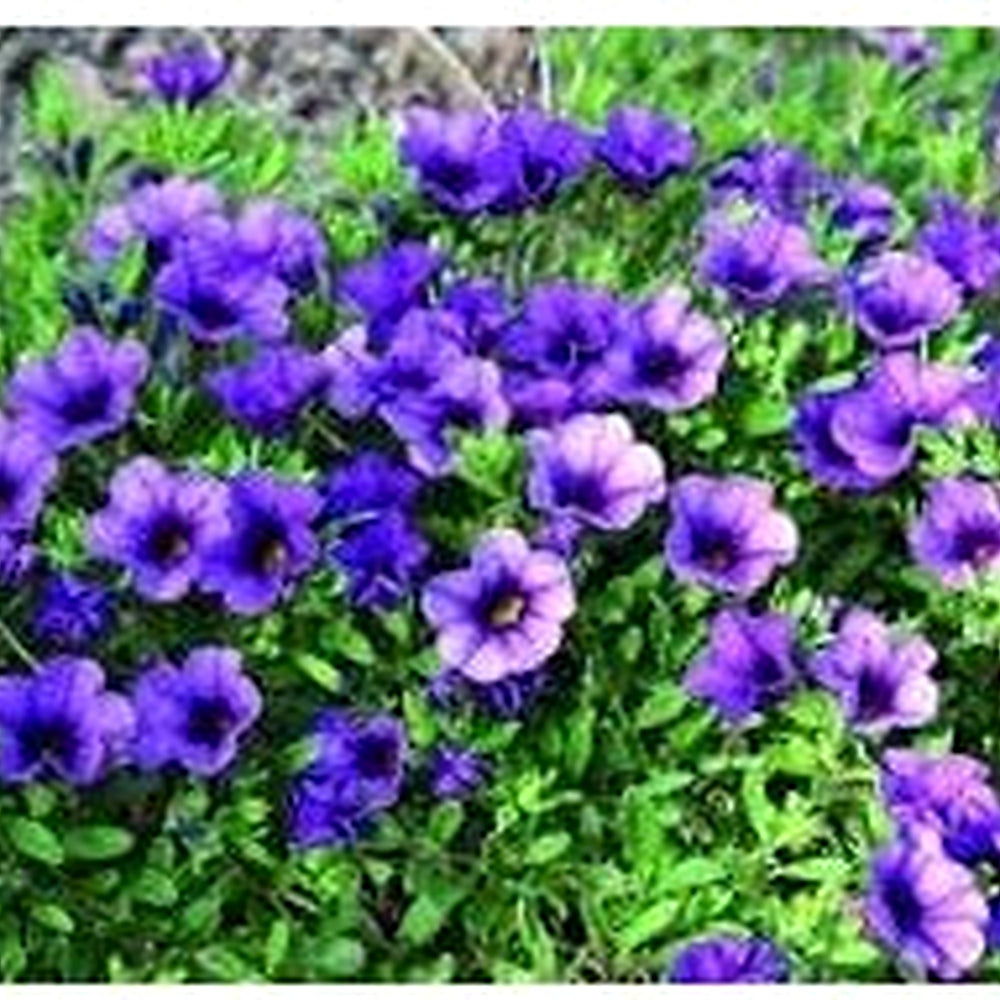 Heirloom Calibrachoa Flower Seeds for Garden Planting Non-GMO Mini Petunia Blooms for Hanging Baskets High Germination Organic Garden Seeds [neera-v5-80a068052407a0a41b85]