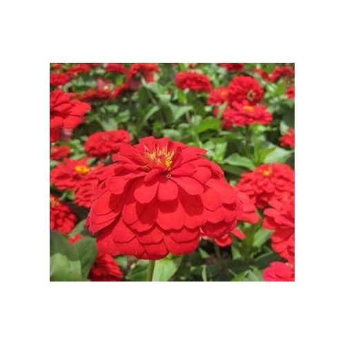 Red Calendula Flower Seeds for Planting [neera-v5-80a9213215ed9d75c84e]