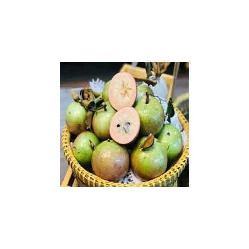 Fresh Vietnam Milk Melon Fruit Seeds for Planting [neera-v5-80ac0021f732206ed5d3]