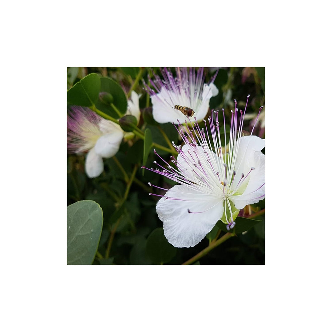Purple Caper Bush Flower For Planting Flower Seeds for Home Garden Planting, Lush Organic Blooming [neera-v5-80afb4ca242b9cab2ff6]