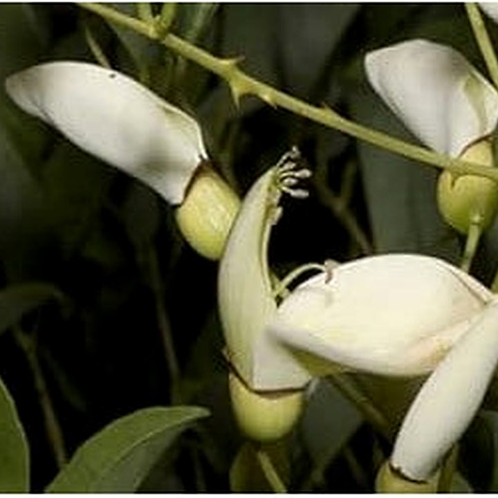Heirloom Non-GMO White Erythrina Crista Galli Flower Seeds for Planting [neera-v5-80b10801e01f15e978c3]