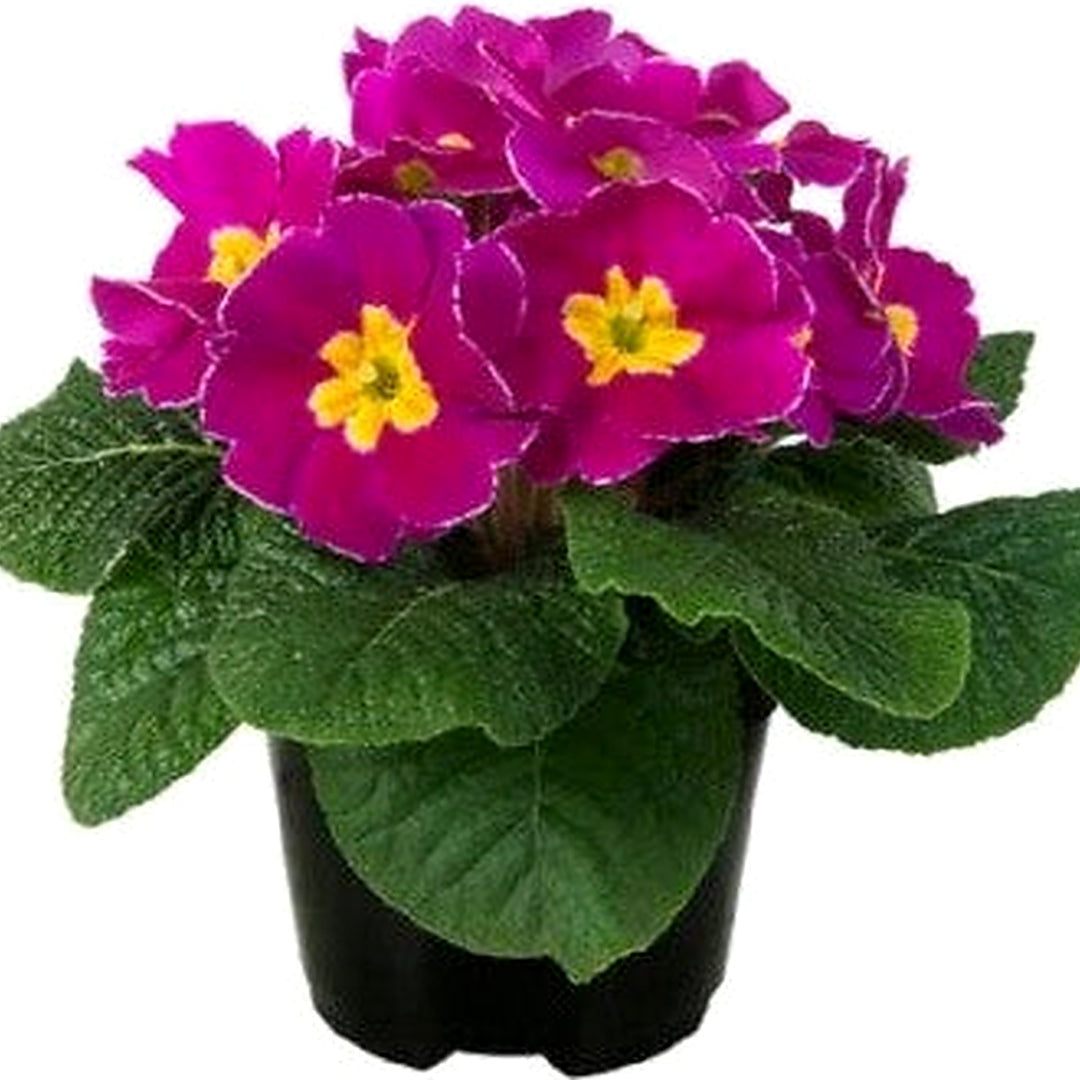 Primula Planting Primula Paradiso Early Carmine Bicolor Primrose Planting Heirloom Non Gmo [neera-v5-80cbf3eb643735aa9b1d]