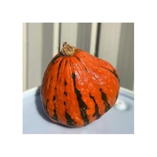 Lakota Squash Vegetable Seeds for Planting [neera-v5-80d142289550ae80ed7e]
