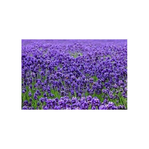 Thick Blue Lavender Flower Seeds [neera-v5-80d95fd960d1b535805c]