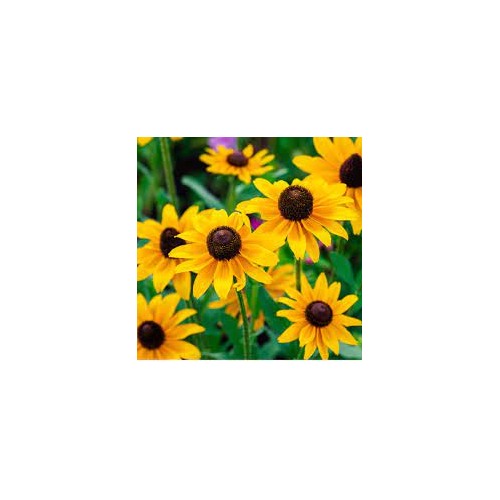 Rudbeckia fulgida ‘Goldsturm’ Black-Eyed Susan flower seeds [neera-v5-80df6f9636f0d4c474dc]
