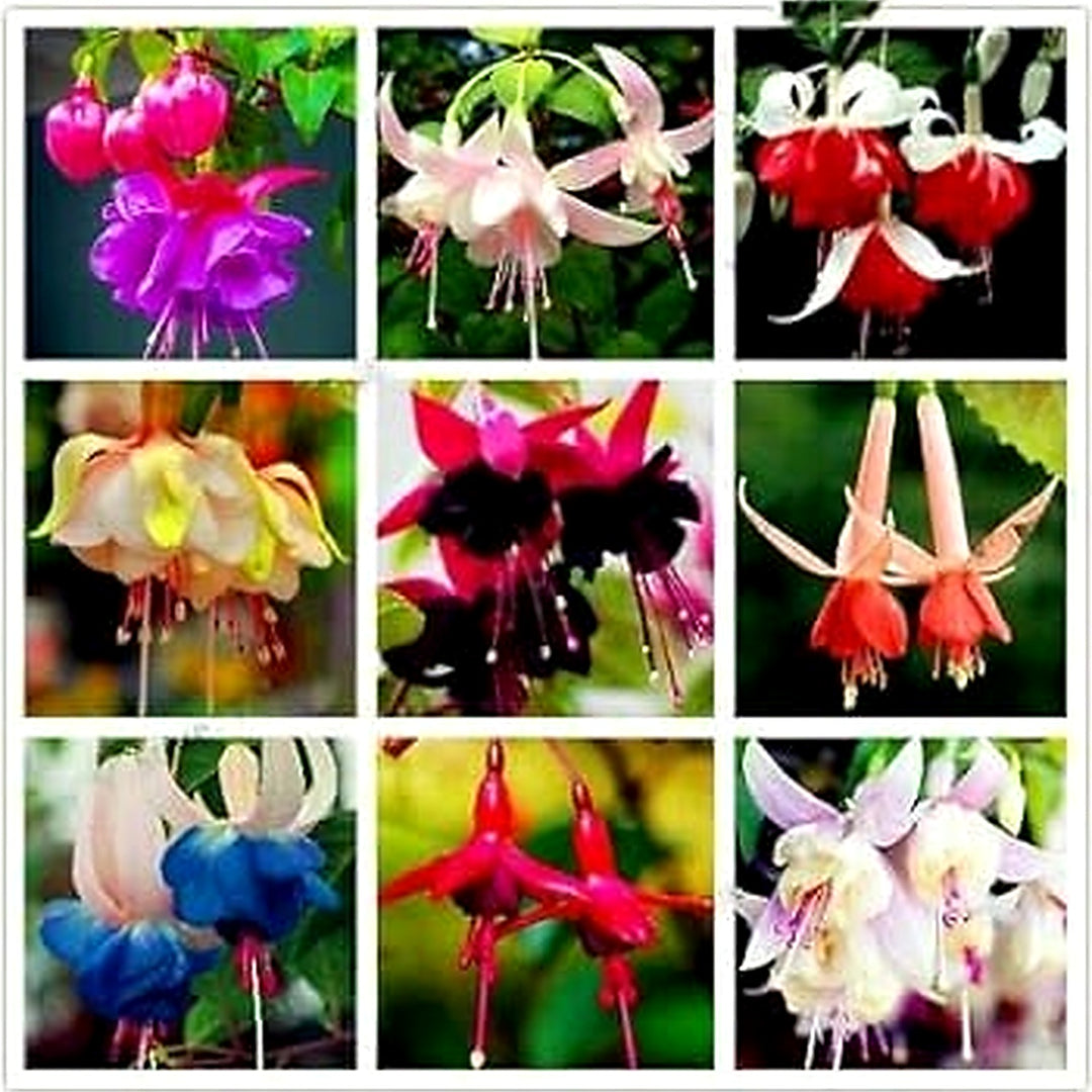 Multi-Colour Fuchsia Seeds for Planting [neera-v5-80e3e73dbd9add7b1433]