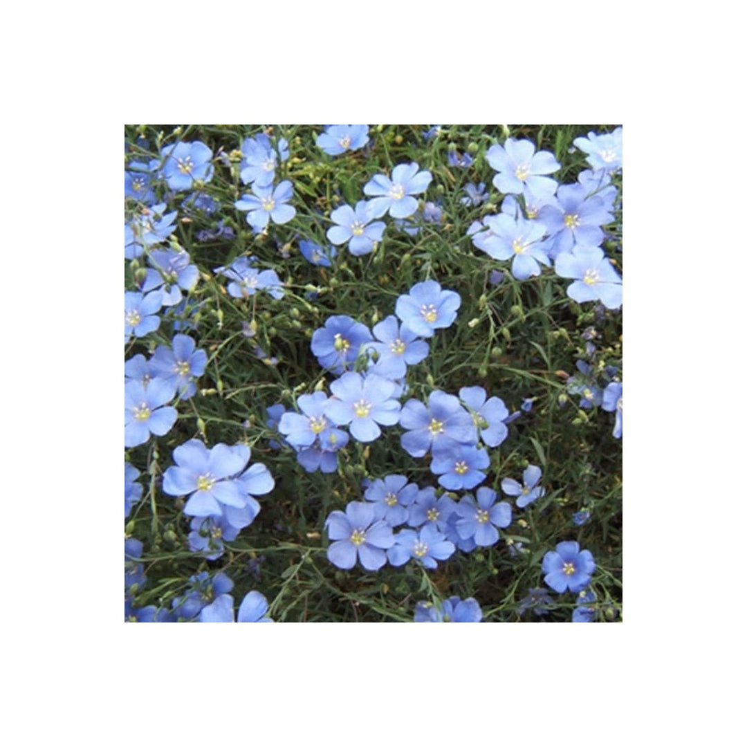 Blue Flax Flower Linum Perenne Annual Bulk For Wildflower Garden Planting Flower Seeds for Home [neera-v5-80edbe0c151e716e0cc1]