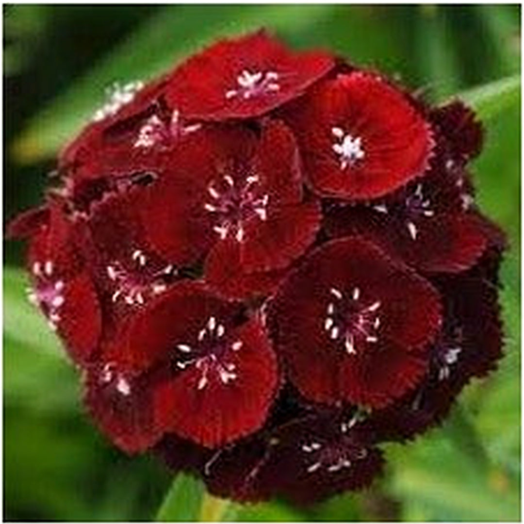 Dianthus Flower Seeds [neera-v5-80ee55226306d8f3d585]