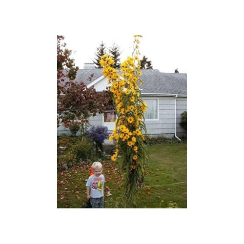 Yellow Sunflower Seeds for Planting [neera-v5-80f879bfbce6d52e1716]