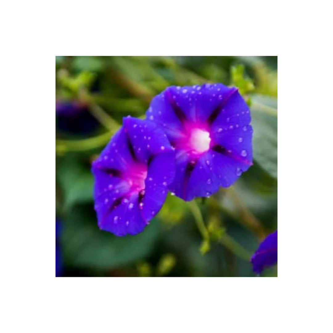 Planting Puprle Grandpa Ott Morning Glory Planting Planting F Heirloom Non Gmo Flower [neera-v5-81044a9653d347302b16]