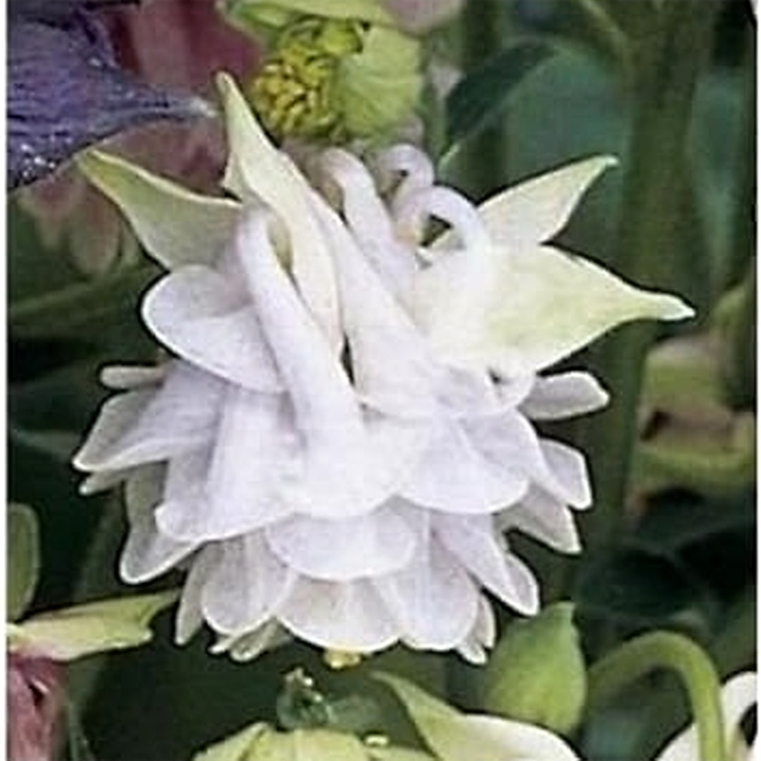 Aquilegia Lace Flower For Planting Flower Seeds for Home Garden Planting, Landscape Organic [neera-v5-8105cab6ed52c1c9be87]