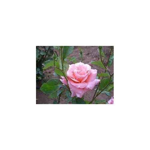 Rose Queen Elizabeth Plant Seeds for Planting [neera-v5-81063e48deba44b51e39]
