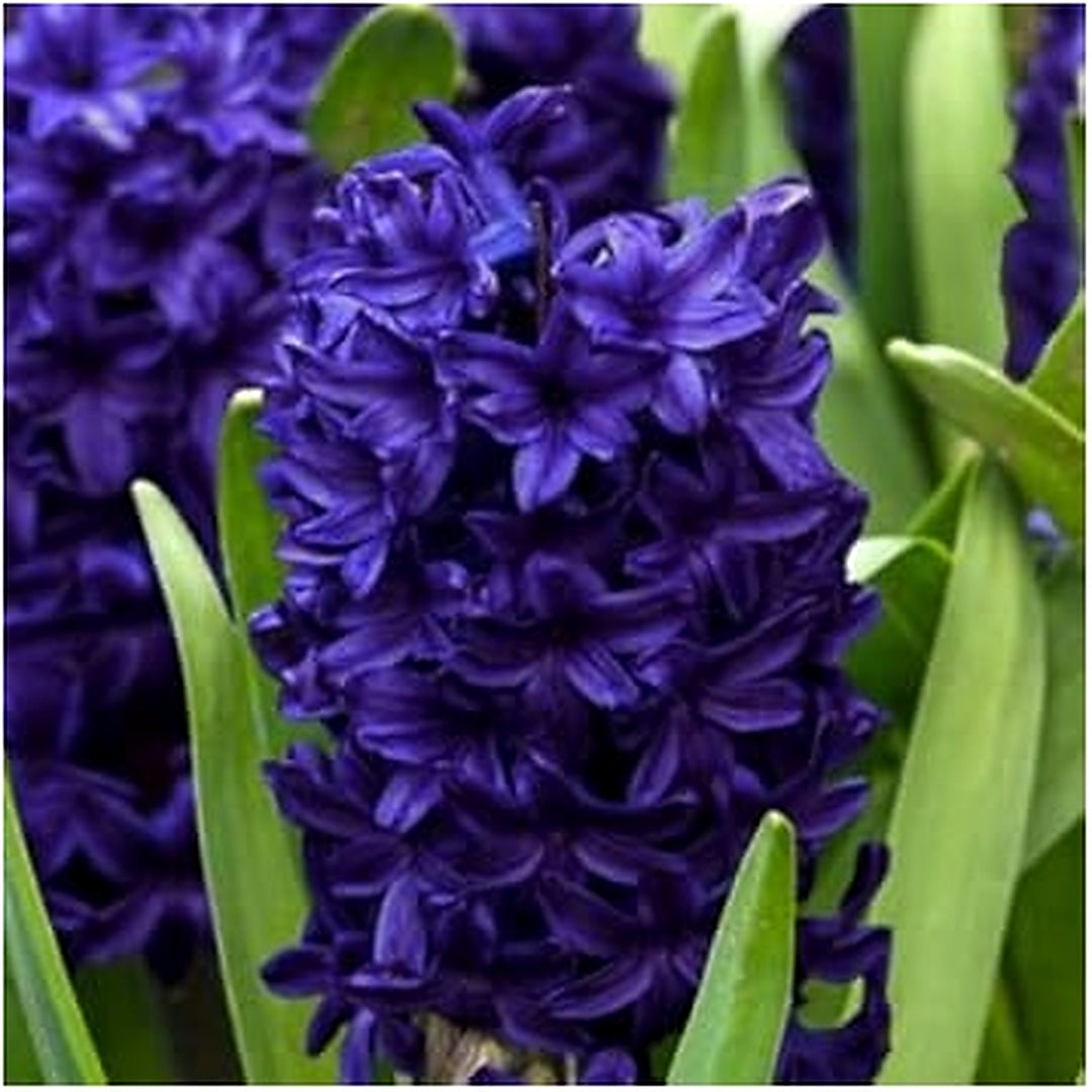 Blue Deep Hyacinthus Orientalis Flower For Planting Flower Seeds for Home Garden Planting, Lush [neera-v5-81086027834fbf88879f]