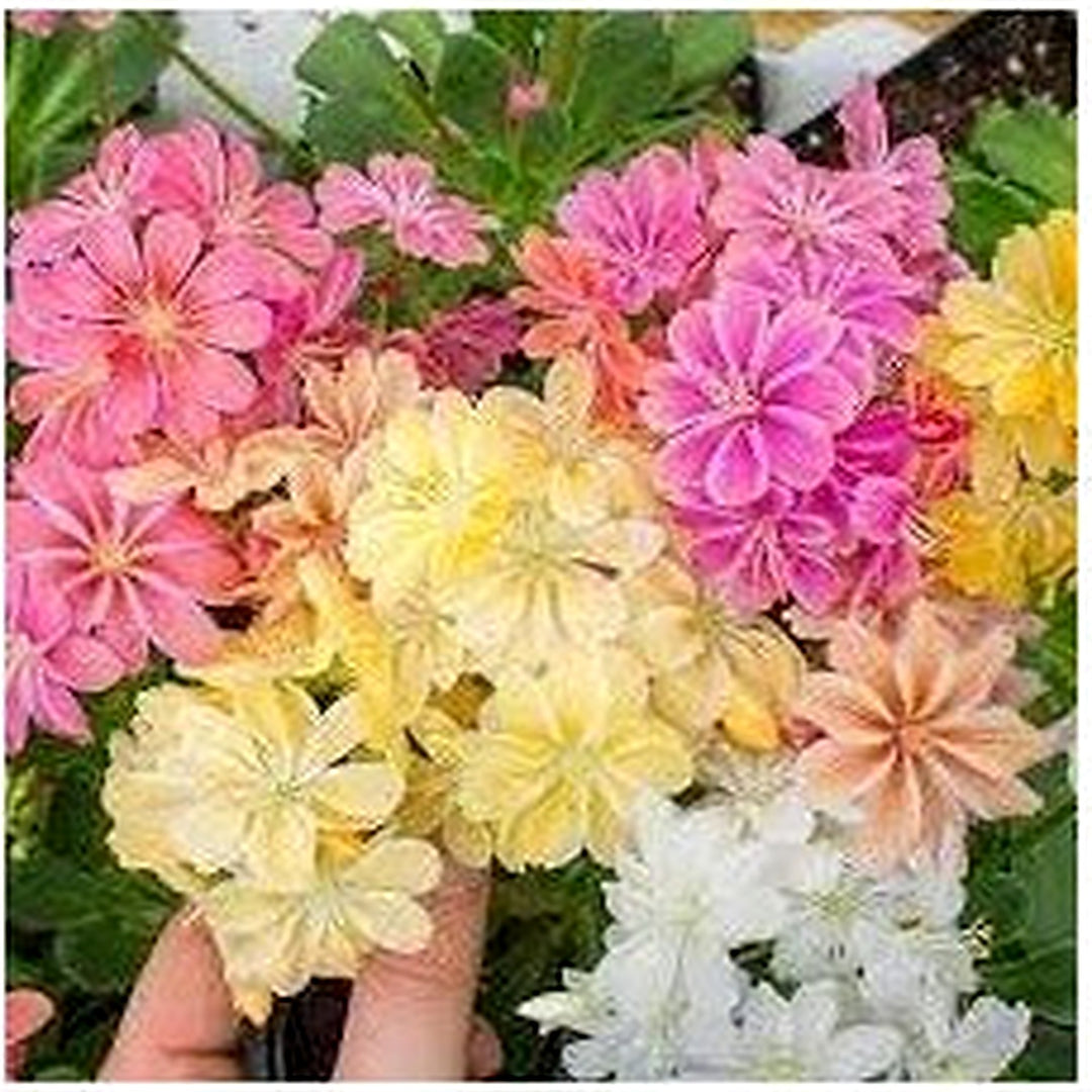 Heirloom Lewisia Flower For Garden Planting Non Gmo Rock Garden Perennial Blooms Flower Seeds for [neera-v5-810e2644001780d6f810]