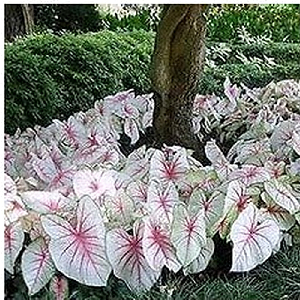 White Caladium Flower Seeds for Planting [neera-v5-811bac788abbb864db8b]
