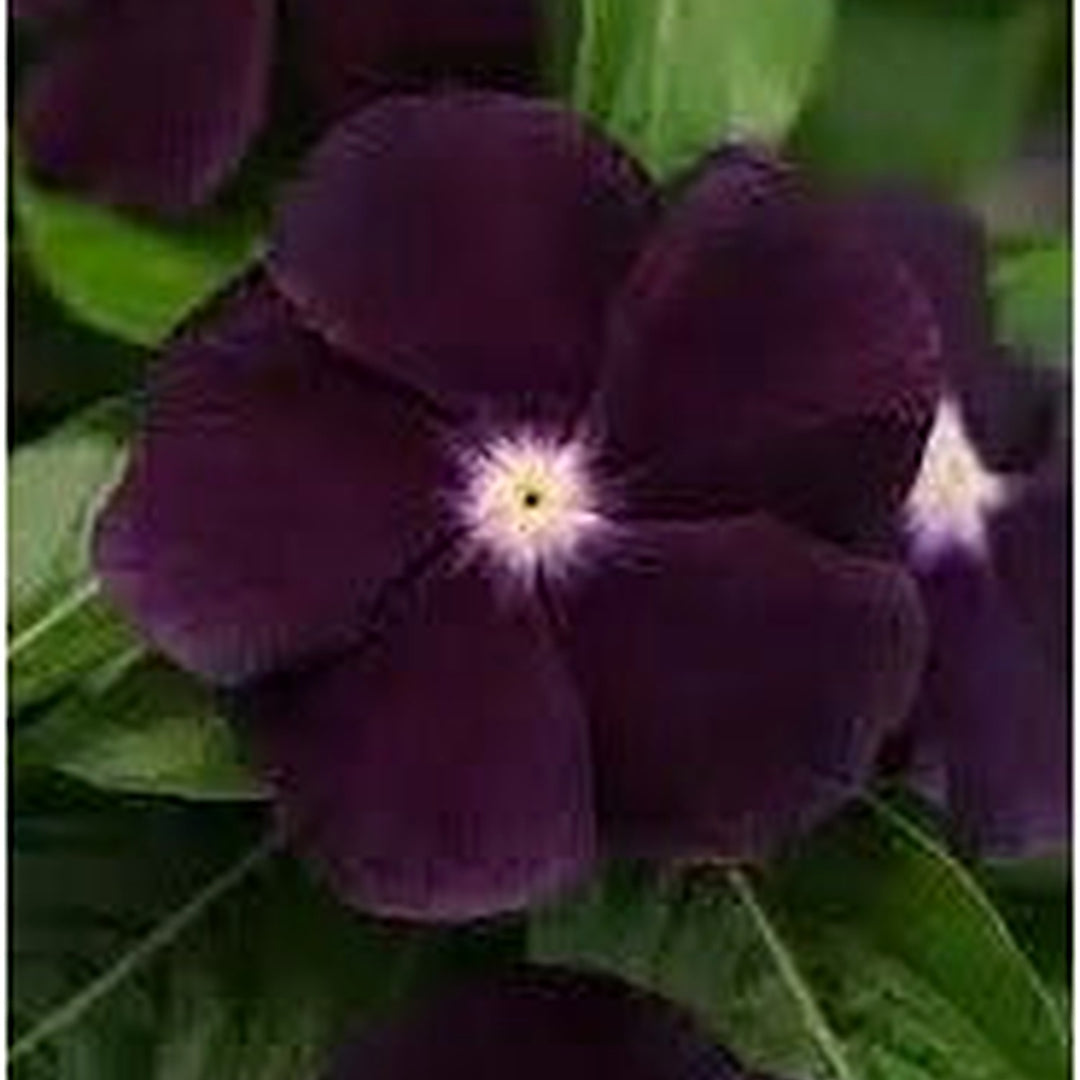 Periwinkle Flower For Garden Planting Flower Seeds for Home Garden Planting, Lush Organic Blooming [neera-v5-813089b9236a5eb5c2fd]