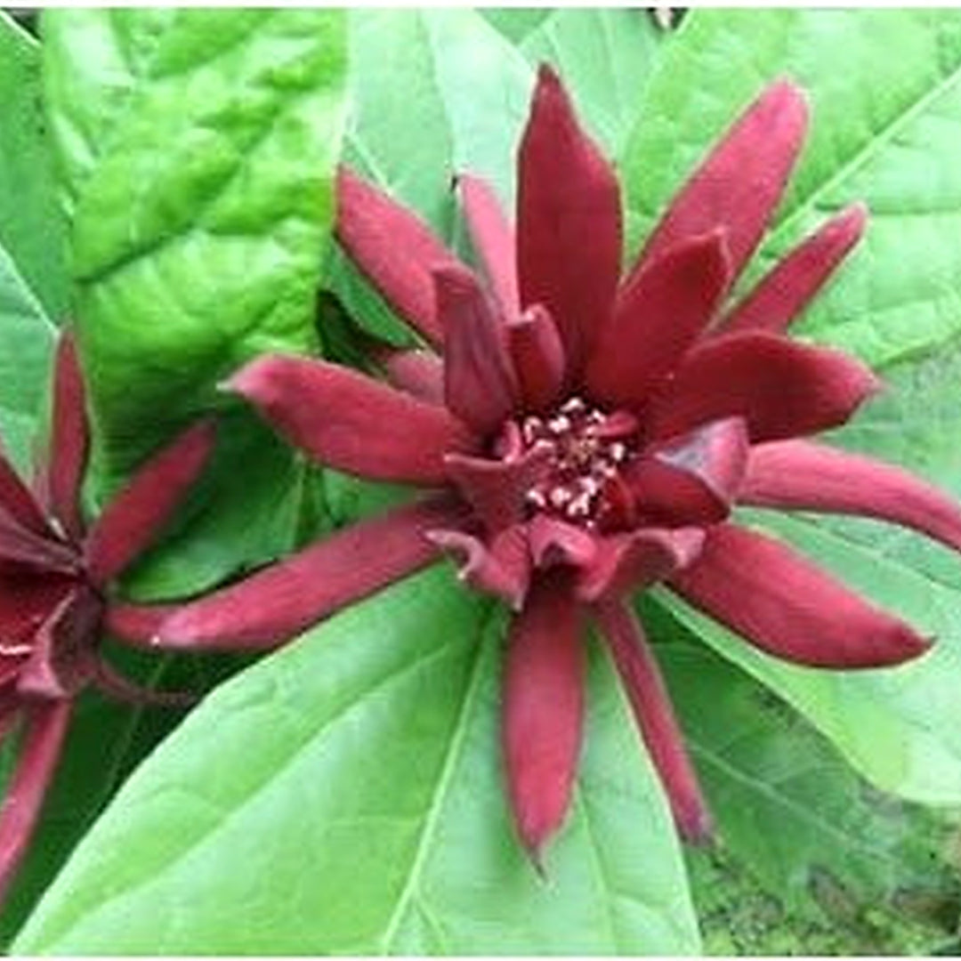 Maroon Carolina Allspice Flower Seeds for Planting [neera-v5-813ce7c65aa44d8e784f]