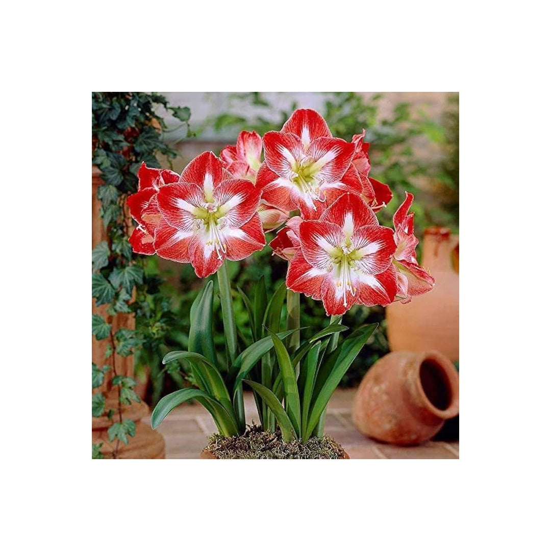 Amaryllis Hippeastrum Hybridum Flower For Indoor Pots And Winter Bloom Garden Planting Flower Seeds [neera-v5-813d4c6791a66fa8920f]