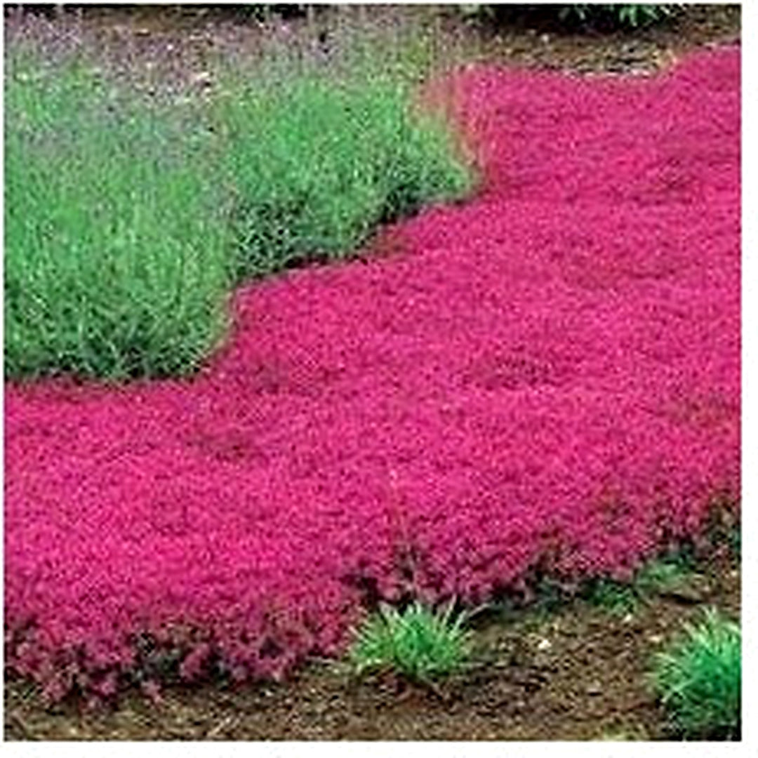 Thymus Serpyllum Flower Planting Heirloom Non Gmo Flower Seeds Home Garden Planting, [neera-v5-813e2f95a406dd6e3fac]