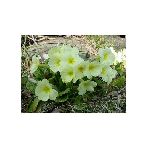 Green Light Primrose Flower Heirloom Non Gmo For Vibrant Garden Blooms Flower Seeds for Home Garden [neera-v5-8143061ac34eaae8f885]