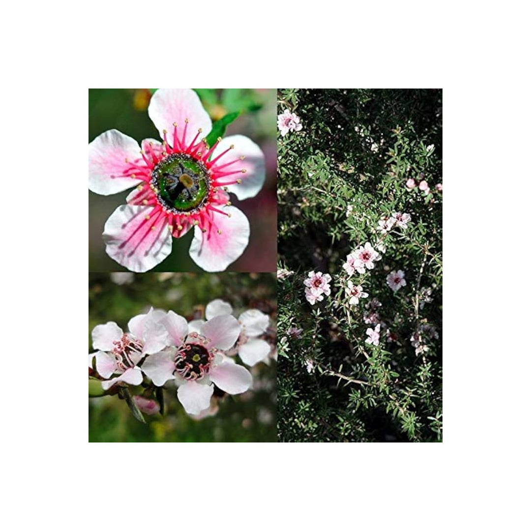 Manuka Flower For Planting Flower Seeds for Home Garden Planting, Landscape Organic Blooming [neera-v5-814e1fd3ed0d456d99af]