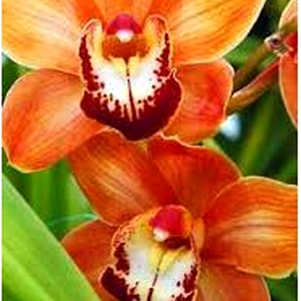 Orange Paphiopedilum Plant Seeds for Planting [neera-v5-815ffe642da4ef4c6e75]