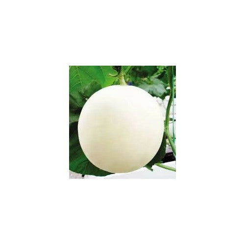 White Muskmelon Fruit Seeds [neera-v5-81707e1565512c5312c9]