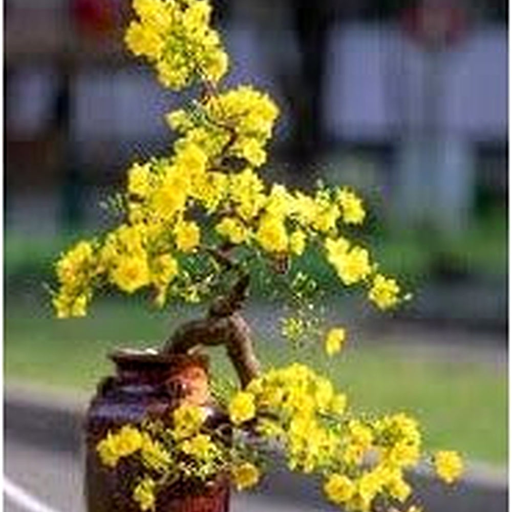 Dark Yellow Azalea Flower Seeds for Planting [neera-v5-8176fd9ff3b731cbf49e]