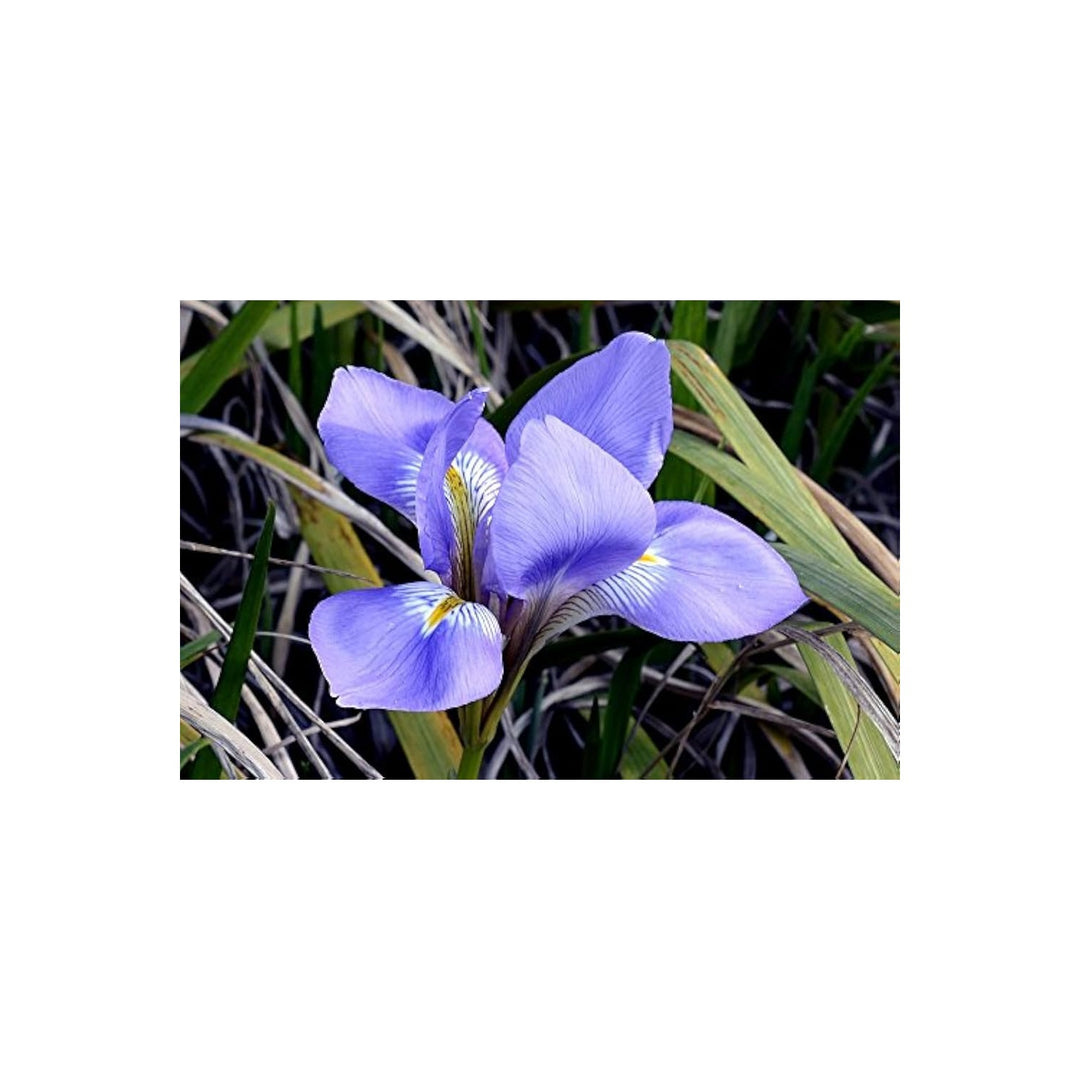 Iris Iris Germanica Flower For Backyard Garden Planting Flower Seeds for Home Garden Planting, [neera-v5-817e09e72ab5ab660f57]