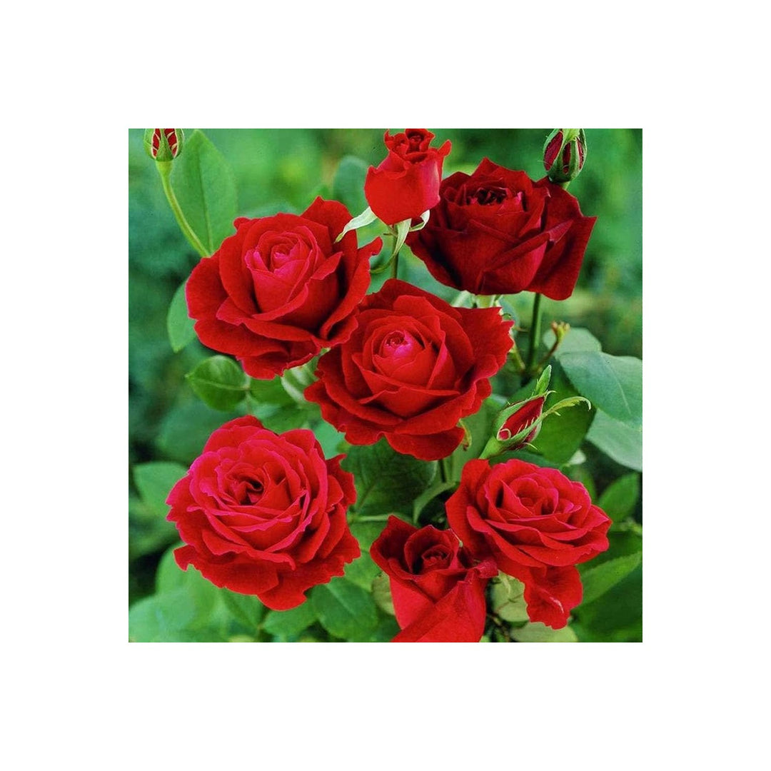 Rose Tree Rosa Chinensis Flower For Planting In Backyard Gardening And Ornamental Landscapes Flower [neera-v5-817fa473ae682b7931df]