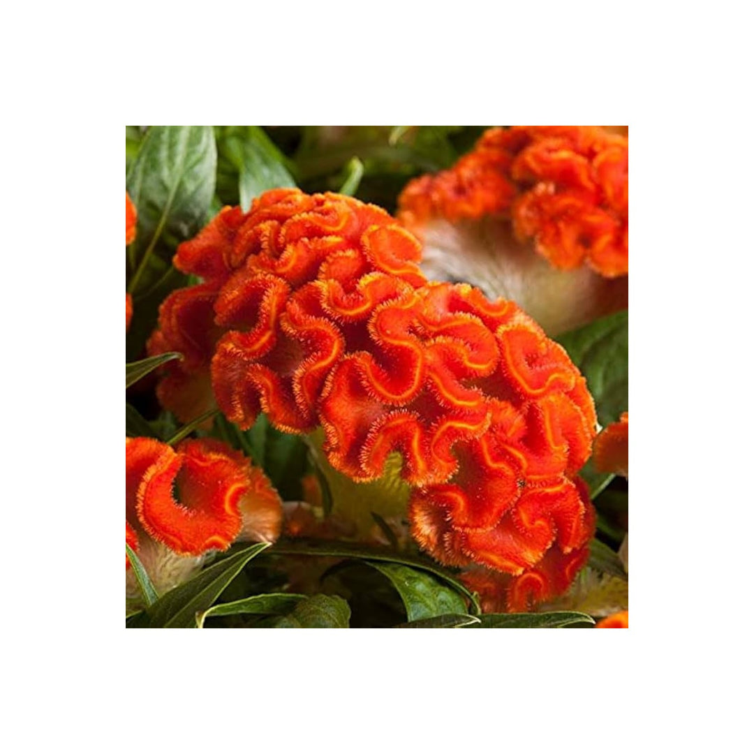 Orange Celosia Flower Heirloom Non Gmo Planting Flower Seeds Home Garden Planting, Fragrant [neera-v5-818047892edf2f5fc014]