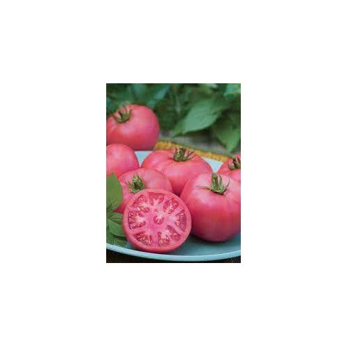 Heirloom Tomato Big Pink F1 Seeds for Planting [neera-v5-81841eea6def37b847a7]