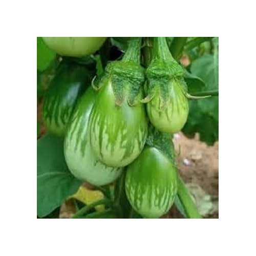 Eggplant Vegetable Seeds for Planting | Heirloom, Non-GMO, High Germination Organic Garden Seeds [neera-v5-8198f701741753df6663]