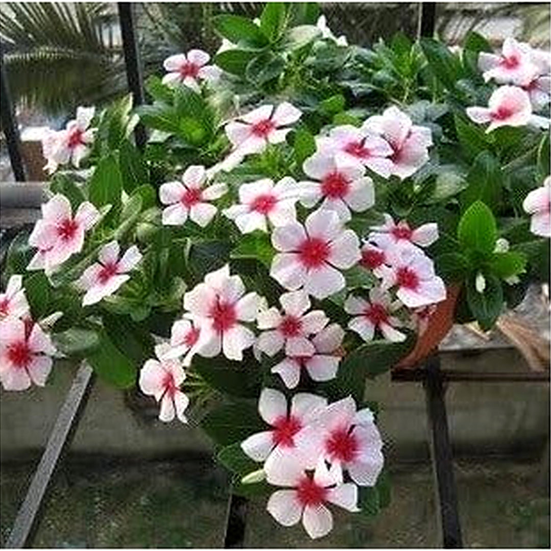 Heirloom Non-GMO White Pink Periwinkle Flower Seeds for Charming Bicolor Garden Planting [neera-v5-81ab9f610662b2081175]