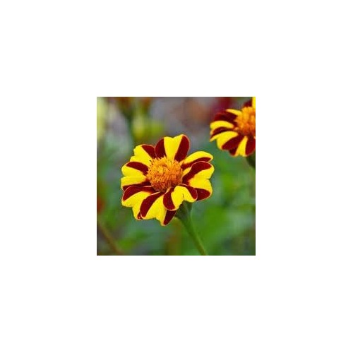 Heirloom Marigold Mr. Majestic Flower Seeds, Non-GMO Striped Blooms for Vibrant Garden Planting [neera-v5-81ad2f16d16fb1ec23e2]