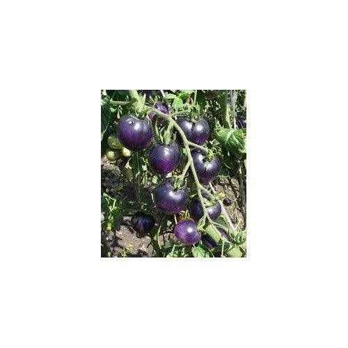 Night Blue Tomato Seeds for Planting [neera-v5-81b37f1bab7f8833836f]