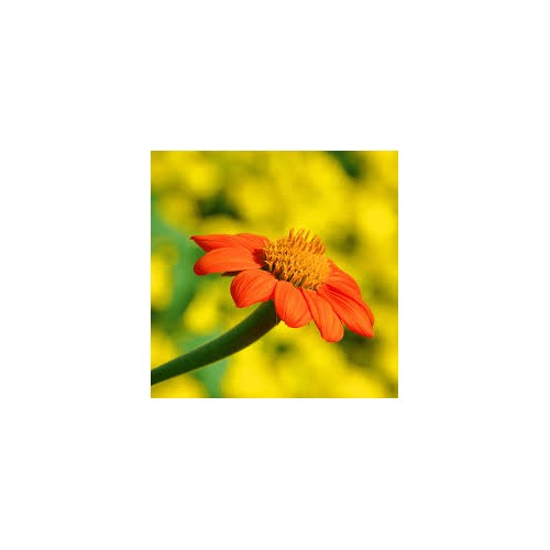 Heirloom Non-GMO Orange Tithonia Speciosa Flower Seeds for Planting [neera-v5-81b9dbc4b06906ed31bc]