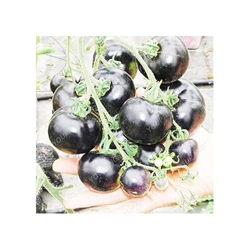 Black Tomato Vegetable Seeds for Planting [neera-v5-81e208c3133f2984ab95]