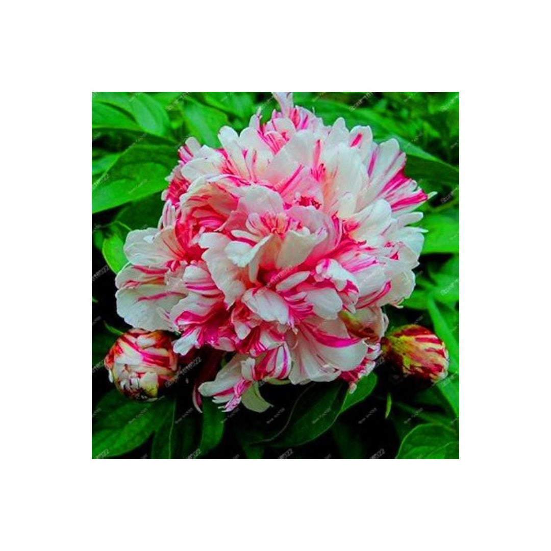 Peony Paeonia Lactiflora Flower For Bonsai Planting Home Garden Beautification Flower Seeds for [neera-v5-81e2480b3730b5cea203]