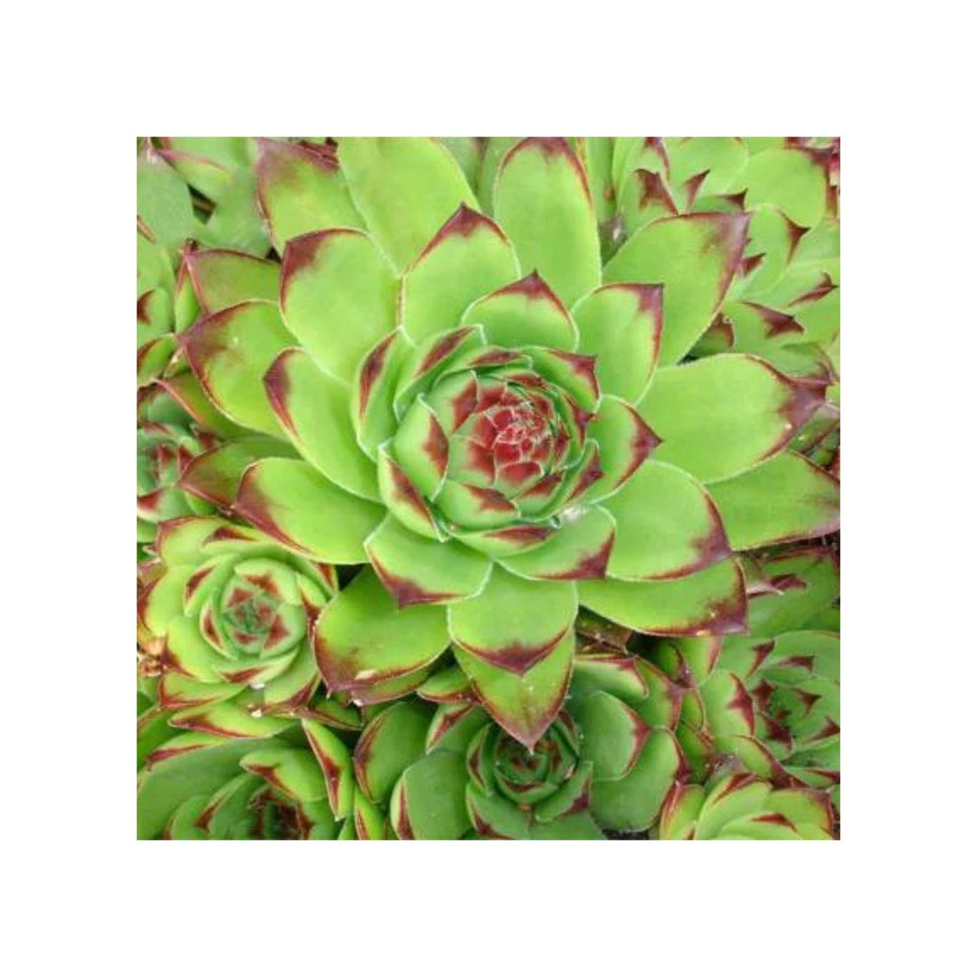 Green Sempervivum Plant For Planting Flower Seeds for Home Garden Planting, Fragrant Organic [neera-v5-81ecfb263d593d690ba8]