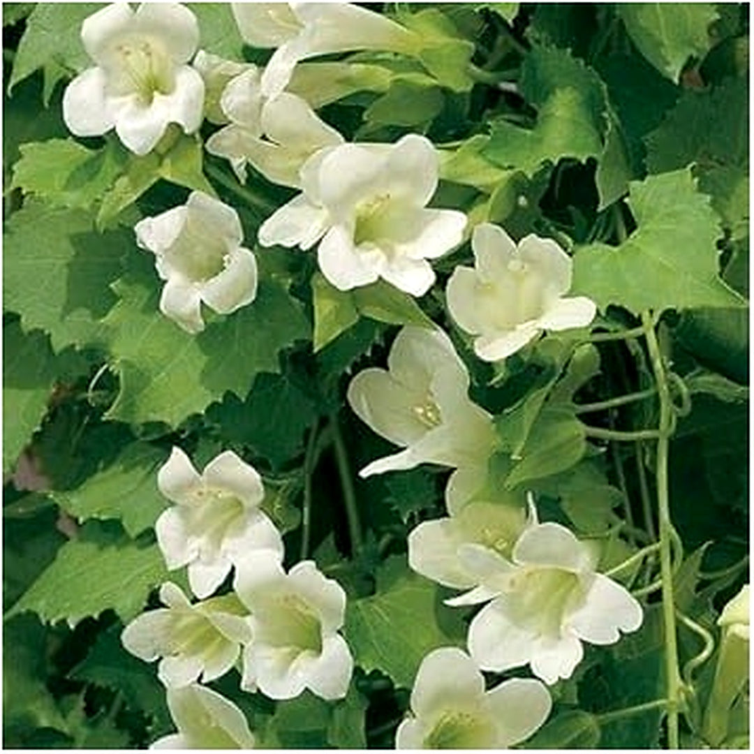 Maurandya White Lophospermum Flower Seeds for Planting [neera-v5-81edb37a8b3f09755f20]