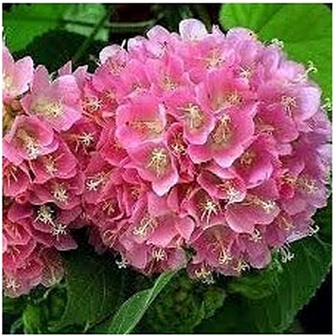 Heirloom Non Gmo Dombeya Bourgassiae Flower For Planting Rare Tropical Shrub Blooms Flower Seeds [neera-v5-81f5da21f17f61420e9d]