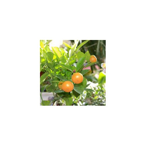 Calamondin Miniature Orange Plant Seeds for Planting [neera-v5-81fa35a10e9efe98ec9d]