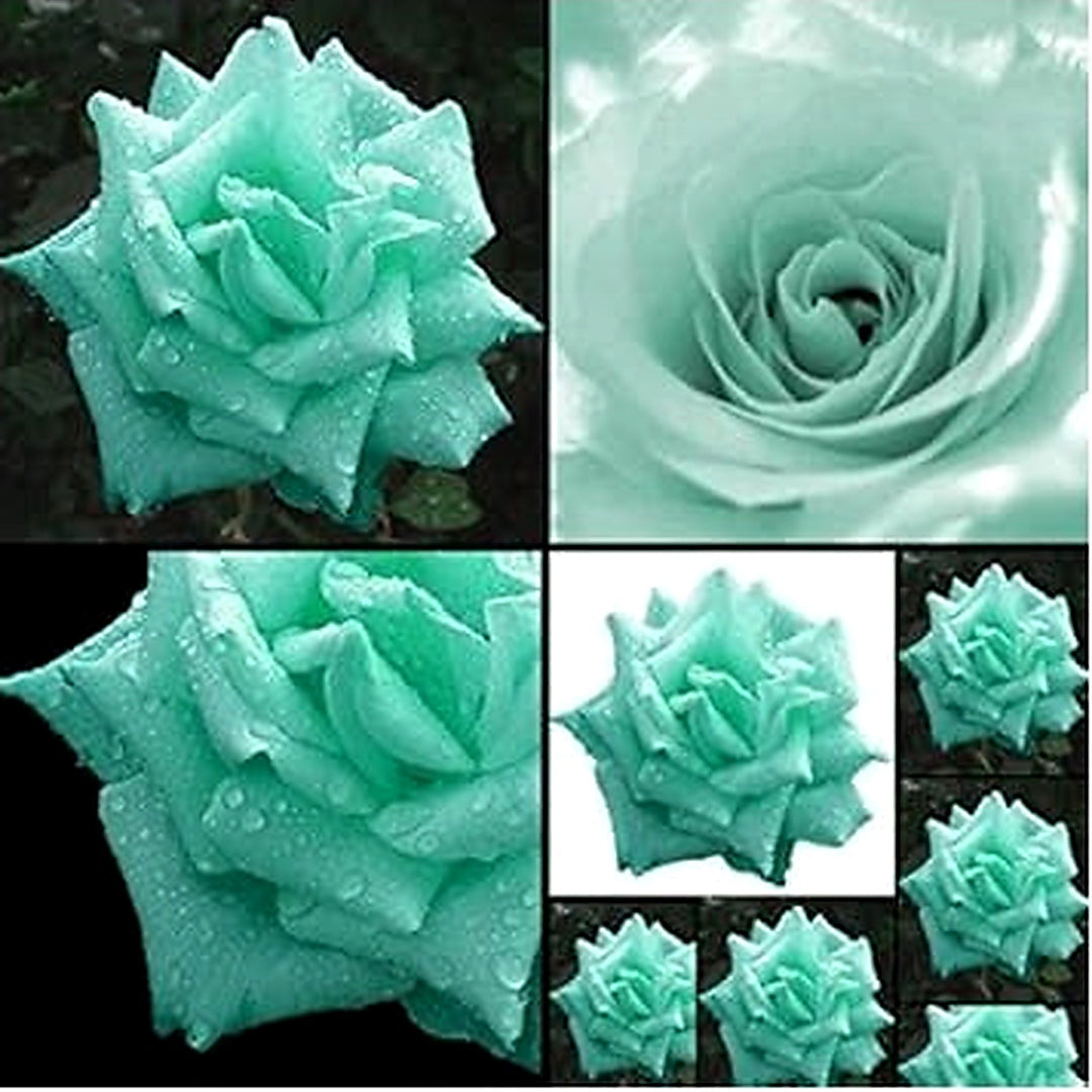 Sea Green Rose Plant Seeds for Garden [neera-v5-81ff09530883f91e32f3]
