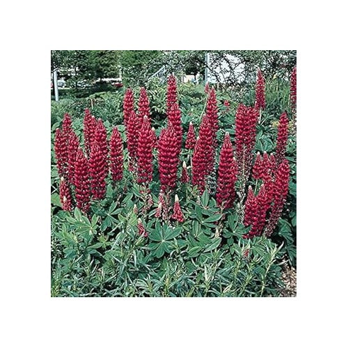 Maroon Lupine Flower Seeds for Planting [neera-v5-81ffa816386ecfdfe6c2]
