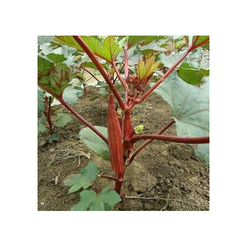Red Okra Seeds for Planting [neera-v5-82037f42300736c9d8c2]